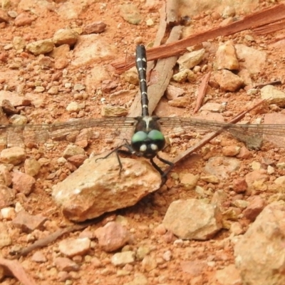 Eusynthemis guttata (Southern Tigertail) at Cotter River, ACT - 22 Jan 2018 by JohnBundock