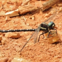 Eusynthemis guttata at Cotter River, ACT - 23 Jan 2018