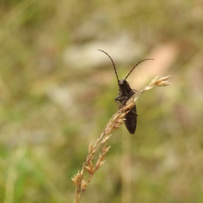Elateridae (family) (Unidentified click beetle) at Bimberi Nature Reserve - 22 Jan 2018 by Qwerty