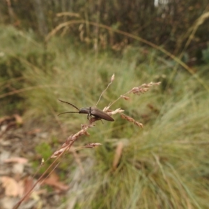 Elateridae sp. (family) at Brindabella, NSW - 22 Jan 2018