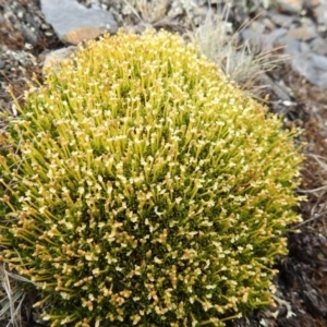 Scleranthus biflorus at Brindabella, NSW - 22 Jan 2018