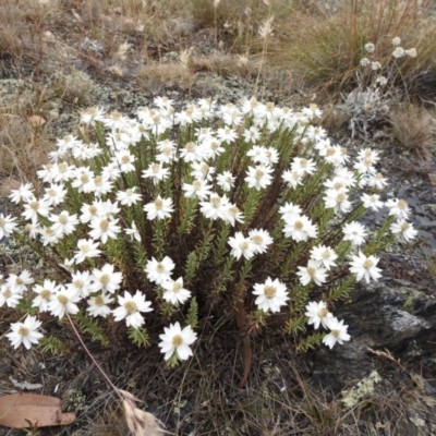 Rhodanthe anthemoides (Chamomile Sunray) at Bimberi Nature Reserve - 22 Jan 2018 by Qwerty