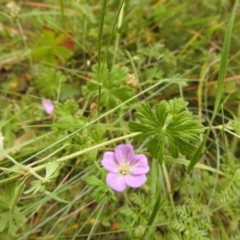 Geranium sp. (Geranium) at Bimberi Nature Reserve - 22 Jan 2018 by Qwerty