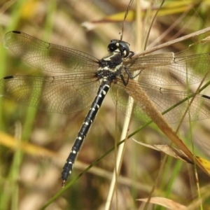 Eusynthemis guttata at Cotter River, ACT - 23 Jan 2018