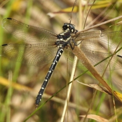 Eusynthemis guttata (Southern Tigertail) at Cotter River, ACT - 23 Jan 2018 by JohnBundock