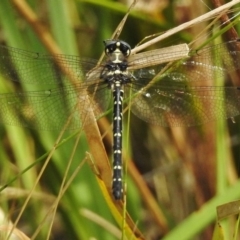 Eusynthemis guttata at Cotter River, ACT - 23 Jan 2018