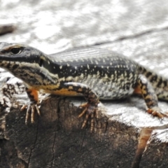 Eulamprus heatwolei (Yellow-bellied Water Skink) at Cotter River, ACT - 22 Jan 2018 by JohnBundock