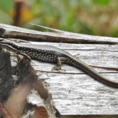 Eulamprus heatwolei at Cotter River, ACT - 23 Jan 2018 10:02 AM