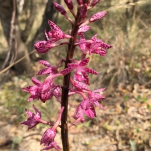 Dipodium punctatum at Kambah, ACT - 23 Jan 2018