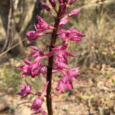 Dipodium punctatum (Blotched Hyacinth Orchid) at Kambah, ACT - 23 Jan 2018 by CathyKatie