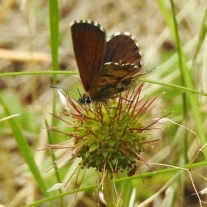 Neolucia agricola at Cotter River, ACT - 23 Jan 2018 09:13 AM