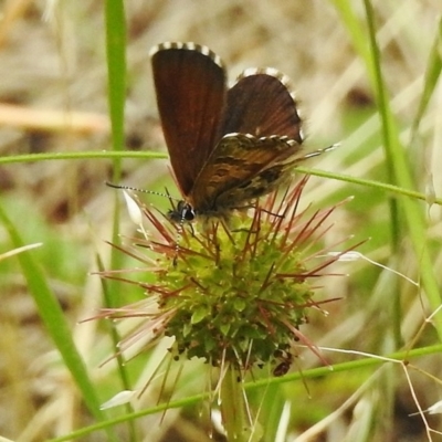 Neolucia agricola (Fringed Heath-blue) at Cotter River, ACT - 23 Jan 2018 by JohnBundock