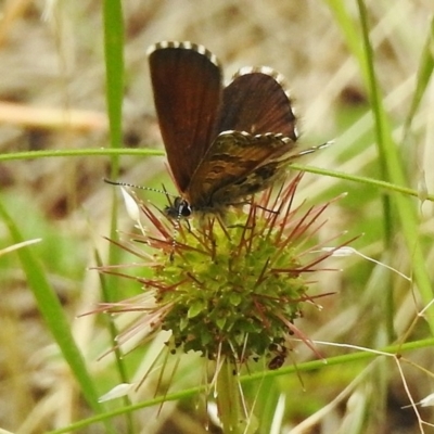 Neolucia agricola (Fringed Heath-blue) at Cotter River, ACT - 22 Jan 2018 by JohnBundock