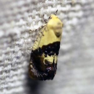 Hypertropha chlaenota at O'Connor, ACT - 6 Jan 2018 09:18 PM