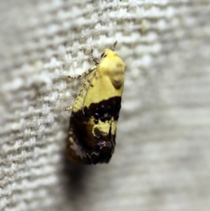 Hypertropha chlaenota at O'Connor, ACT - 6 Jan 2018