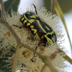 Eupoecila australasiae (Fiddler Beetle) at Fraser, ACT - 22 Jan 2018 by JudithRoach