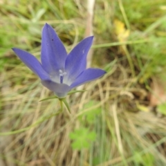 Wahlenbergia sp. (Bluebell) at Bimberi Nature Reserve - 22 Jan 2018 by Qwerty