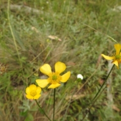 Ranunculus lappaceus (Australian Buttercup) at Bimberi Nature Reserve - 22 Jan 2018 by Qwerty