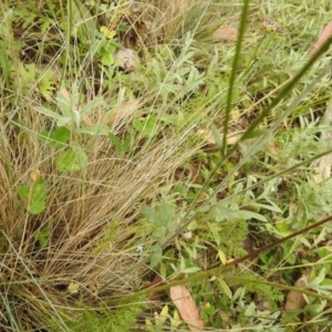 Ranunculus lappaceus at Brindabella, NSW - 22 Jan 2018