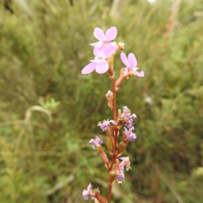 Stylidium sp. (Trigger Plant) at Bimberi Nature Reserve - 22 Jan 2018 by Qwerty