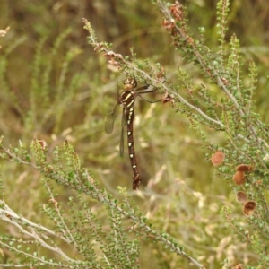 Austroaeschna pulchra at Brindabella, NSW - 22 Jan 2018