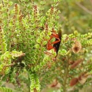 Lissopimpla excelsa at Brindabella, NSW - 22 Jan 2018 12:18 PM