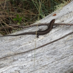 Pseudemoia entrecasteauxii (Woodland Tussock-skink) at Brindabella, NSW - 22 Jan 2018 by Qwerty