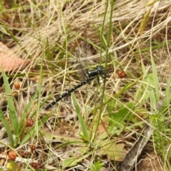 Eusynthemis guttata (Southern Tigertail) at Bimberi Nature Reserve - 22 Jan 2018 by Qwerty