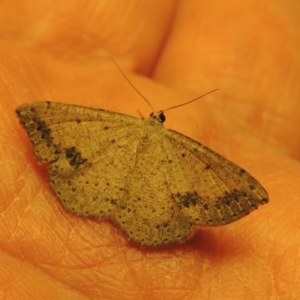 Taxeotis intextata at Greenway, ACT - 7 Dec 2017 10:04 PM