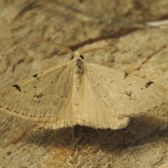 Dichromodes estigmaria (Pale Grey Heath Moth) at Greenway, ACT - 30 Nov 2017 by michaelb