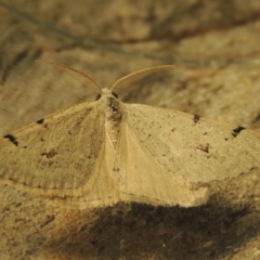 Dichromodes estigmaria at Greenway, ACT - 30 Nov 2017