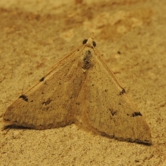 Dichromodes estigmaria at Greenway, ACT - 30 Nov 2017