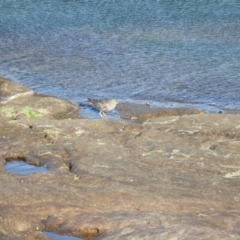 Tringa brevipes (Grey-tailed Tattler) at Tura Beach, NSW - 16 Jan 2018 by SteveHepburn