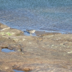 Tringa brevipes (Grey-tailed Tattler) at Tura Beach, NSW - 15 Jan 2018 by SteveHepburn