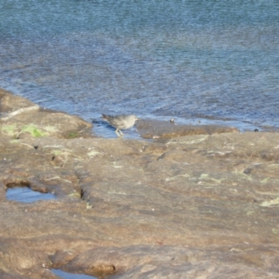 Tringa brevipes (Grey-tailed Tattler) at Tura Beach, NSW - 15 Jan 2018 by SteveHepburn