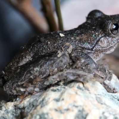 Litoria peronii (Peron's Tree Frog, Emerald Spotted Tree Frog) at Gundaroo, NSW - 24 Jan 2018 by MaartjeSevenster