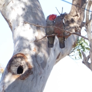 Callocephalon fimbriatum at Deakin, ACT - suppressed