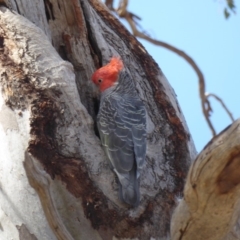 Callocephalon fimbriatum (Gang-gang Cockatoo) at GG55 - 4 Jan 2018 by JackyF