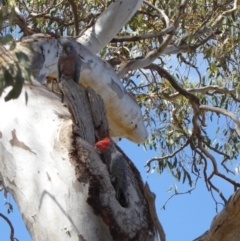 Callocephalon fimbriatum at Deakin, ACT - suppressed