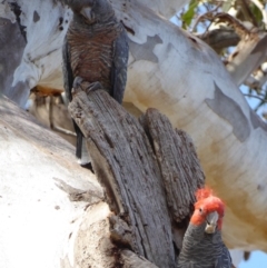 Callocephalon fimbriatum at Deakin, ACT - suppressed