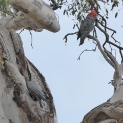 Callocephalon fimbriatum (Gang-gang Cockatoo) at Deakin, ACT - 21 Jan 2018 by JackyF