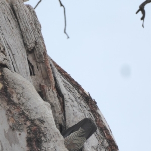 Callocephalon fimbriatum at Deakin, ACT - 22 Jan 2018