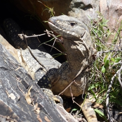 Varanus rosenbergi (Heath or Rosenberg's Monitor) at Urila, NSW - 9 Oct 2014 by MichaelMulvaney