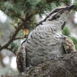 Eudynamys orientalis at Griffith, ACT - 22 Jan 2018