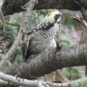 Eudynamys orientalis at Griffith, ACT - 22 Jan 2018