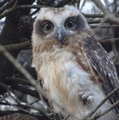 Ninox boobook (Southern Boobook) at Red Hill, ACT - 23 Jan 2018 by roymcd