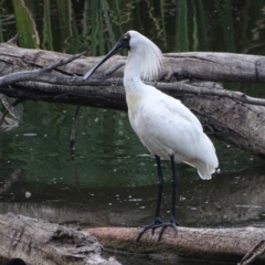 Platalea regia (Royal Spoonbill) at Jerrabomberra Wetlands - 23 Jan 2018 by roymcd