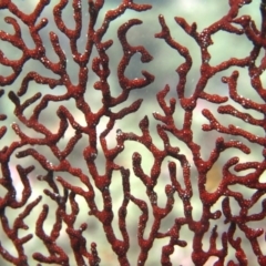 Mopsella sp. (Fan coral) at Merimbula, NSW - 10 Feb 2015 by rickcarey