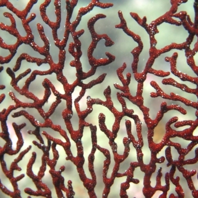 Mopsella sp. (Fan coral) at Merimbula, NSW - 10 Feb 2015 by rickcarey