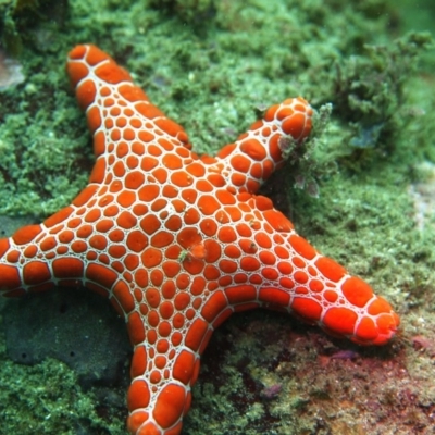 Pentagonaster dubeni (Pentagonaster dubeni) at Merimbula, NSW - 10 Feb 2015 by rickcarey